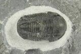 Two D Gerastos Trilobites - Mrakib, Morocco #204431-6